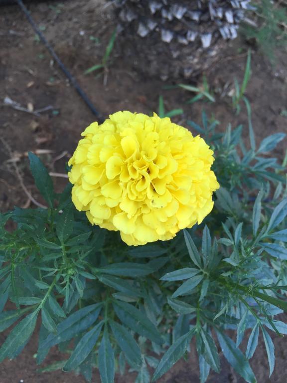 B&B Fiori Gialli Caucana Santa Croce Camerina Kültér fotó